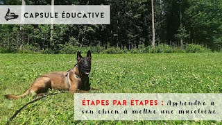 Pourquoi TOUS les chiens devraient apprendre à porter une muselière [upl. by Glinys]