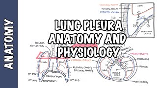 Lung Pleura  Clinical Anatomy and Physiology [upl. by Ymot]