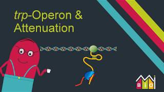 trp Operon amp Attenuation explained in under 15 minutes [upl. by Naxor682]