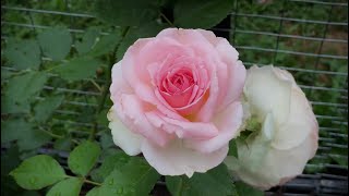 Romantic Eden Rose  Rosa “Pierre de Ronsard” Climbing Rose first blooms [upl. by Jephthah985]