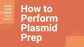 How to Perform Plasmid Prep [upl. by Erdnaet716]