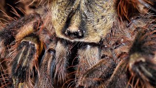 Poecilotheria ornata sling feeding [upl. by Zug]