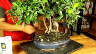 Cuidados y Consejos Bonsái Ficus retusa  Mistral Bonsai [upl. by Atisusej]