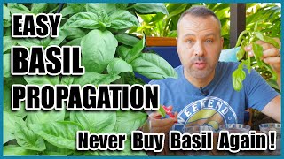 Easy BASIL Propagation  NEVER Buy Basil Again [upl. by Analihp]