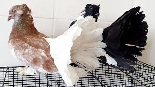 New Fantail Pigeons [upl. by Anis]