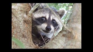 Everything You Need To Know About Raccoons Revealed [upl. by Dunning898]