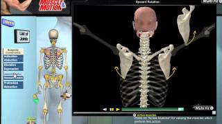 How Scapular Movement Works 3D Anatomy amp Diagrams [upl. by Fadas]