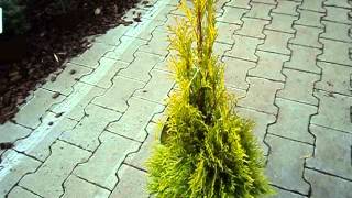 Thuja occidentalis Golden Smaragd [upl. by Kciregor56]