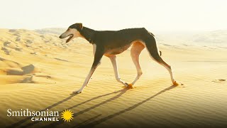 This Arabian Dog is Fast Enough to Catch a Gazelle 🤩 Amazing Dogs  Smithsonian Channel [upl. by Merle]