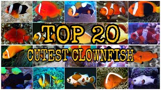 TOP 20 CUTEST CLOWNFISH [upl. by Aiciruam]