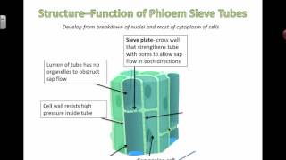 Phloem Structure and Function 2016 [upl. by Aicenad]