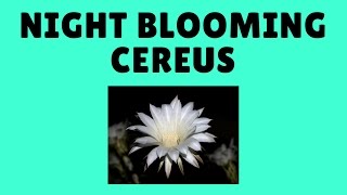 How to Grow Night Blooming Cereus From Cuttings [upl. by Ainniz99]