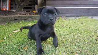 8 week old Staffy Puppy [upl. by Guillemette446]