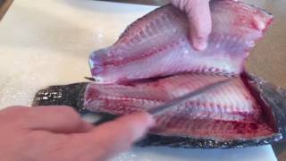 How to fillet a tilapia by Bluegrass Aquaponics [upl. by Odrawde]