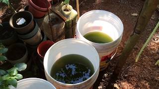 How to grow Green Water Algae [upl. by Ro]