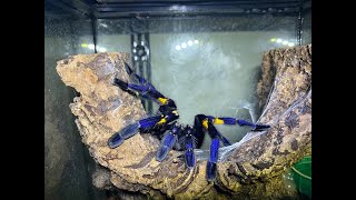 Poecilotheria metallica Gooty Sapphire Ornamental Rehouse and care [upl. by Niffirg]