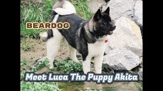 Akita Puppies Grow Too Quick 14lb to 87lbs [upl. by Clotilda]