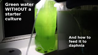 Green Water WITHOUT a Starter Culture  From Scratch  How To [upl. by Aniez]