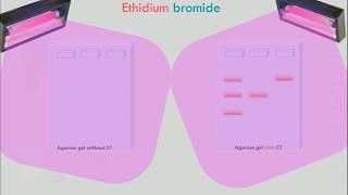 Agarose Gel Electrophoresis Animation [upl. by Mohun]