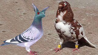 Top 5 Most Popular Fancy Pigeons in Bangladesh [upl. by Aninad]