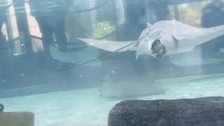 Stingray Birth Spotted At Aquarium [upl. by Barthel899]