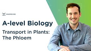 Transport in Plants The Phloem  Alevel Biology  OCR AQA Edexcel [upl. by Eelrebmyk804]