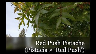 ClimateReady Trees Red Push Pistache [upl. by Akenahc32]