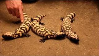 Banded Gila Monsters Heloderma Suspectum Cinctum [upl. by Nuavahs]