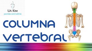 Anatomía de la Columna Vertebral  Fisioterapia [upl. by Alwyn]