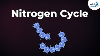 Nitrogen Fixation  Nitrogen Cycle  Microorganisms  Dont Memorise [upl. by Darrel]