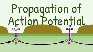 Propagation of Action Potential [upl. by Htebasile385]