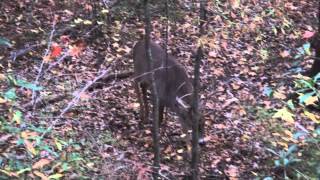 Whitetail Buck Grunting [upl. by Yann]