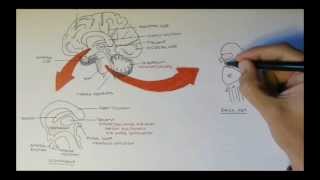 Brain Anatomy Overview  Lobes Diencephalon Brain Stem amp Limbic System [upl. by Innek]