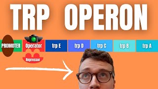 TRP OPERON EXPLAINED [upl. by Aihsiym]