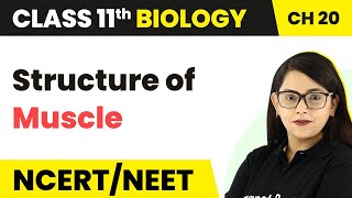 Structure of Muscle  Locomotion and Movement  Class 11 Biology [upl. by Udale246]