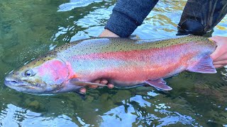 STEELHEAD CATCH N COOK [upl. by Llebiram665]