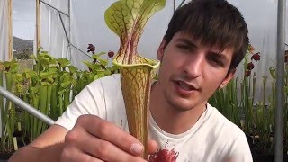 TIPS para el Cultivo de Sarracenia [upl. by Eittel]