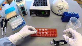 DNA Extraction Protocol  Part 1 [upl. by Cherlyn]