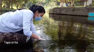 Muestreo de agua en río para análisis fisicoquímico y microbiológico [upl. by Ahmad67]