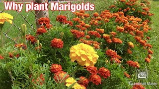 Why plant Marigolds [upl. by Janene]