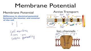 Membrane Potential  Khan Academy MCAT Video Competition [upl. by Bryn906]