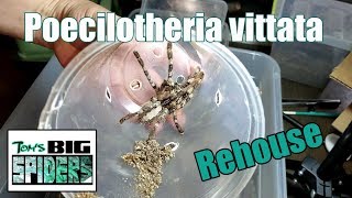 Poecilotheria vittata Rehousing [upl. by Karlik782]