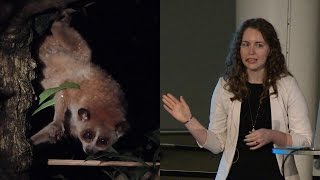 The Search for Slow Lorises  AMNH SciCafe [upl. by Katie]