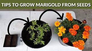 How to grow Marigold Flowers from Seeds  STEP BY STEP Guide [upl. by Biernat]