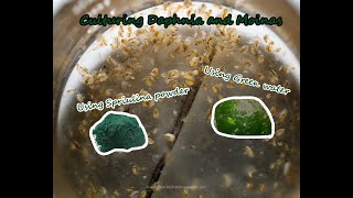 How To Culture Daphnia and Moinas using Green Water Spirulina powder [upl. by Eerak482]