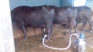 Buffalo Milking Machine Video [upl. by Deadman602]