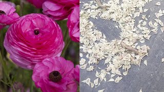 How To Save Collect Ranunculus Seeds Harvest Ranunculus Seeds [upl. by Jorge]