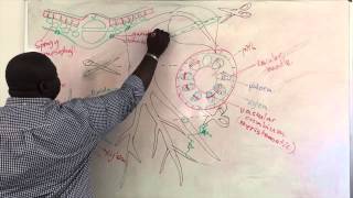 Xylem and Phloem Structure [upl. by Hertzfeld]