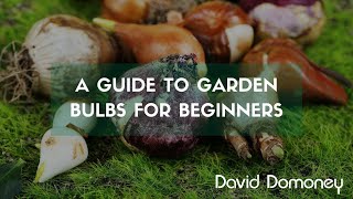 A guide to garden bulbs for beginners [upl. by Theola]