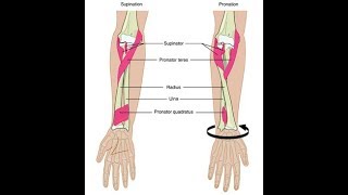 Wrist supination and pronation exercises [upl. by Adara]